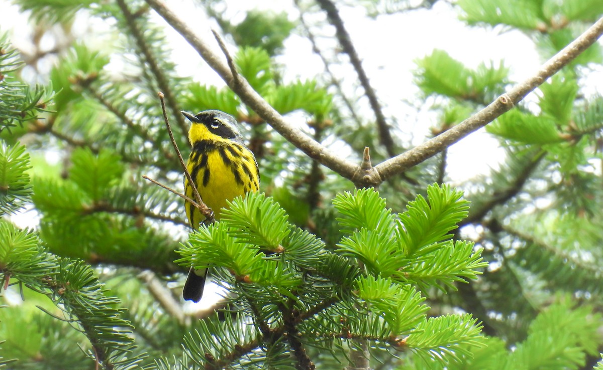 Magnolia Warbler - ML642315673