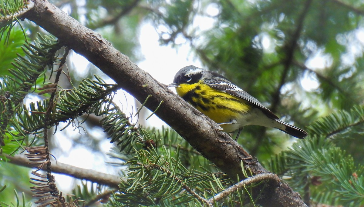 Magnolia Warbler - ML642315677