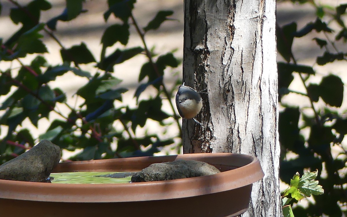 Pygmy Nuthatch - ML642315685