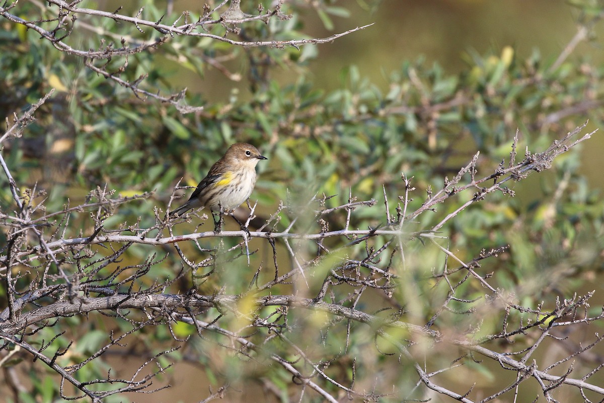 Yellow-rumped Warbler - ML642315713
