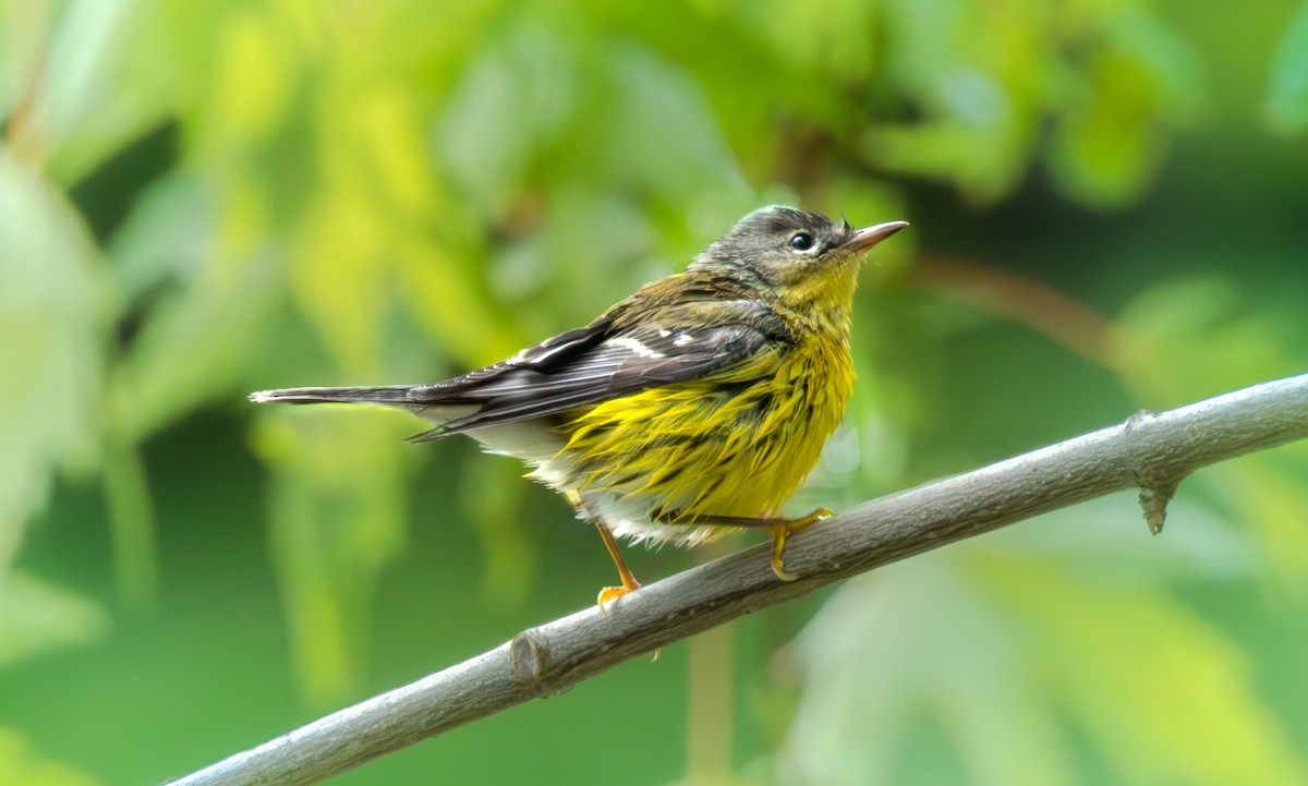 Magnolia Warbler - ML642315784