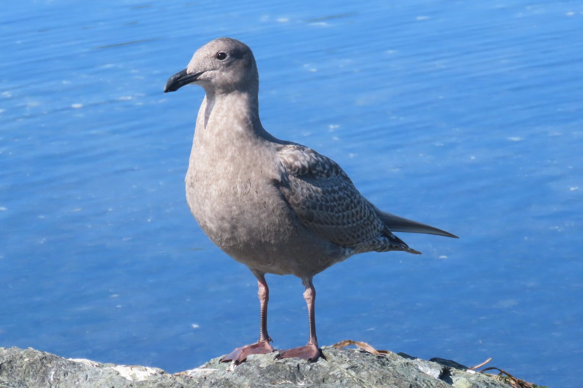Iceland Gull - ML642315793
