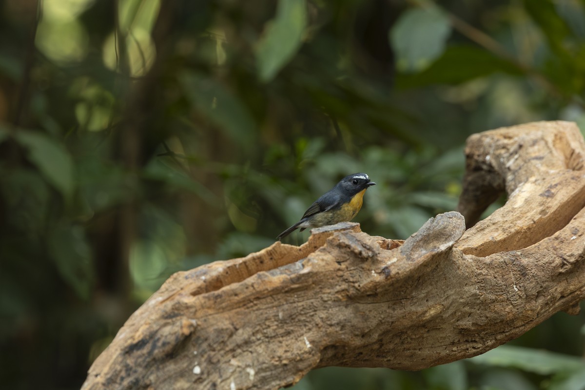 Snowy-browed Flycatcher - ML642315809