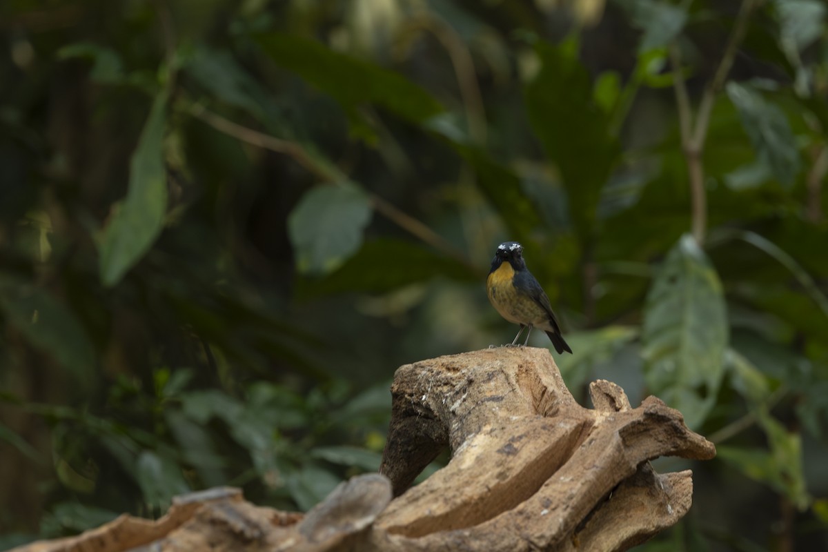 Snowy-browed Flycatcher - ML642315810