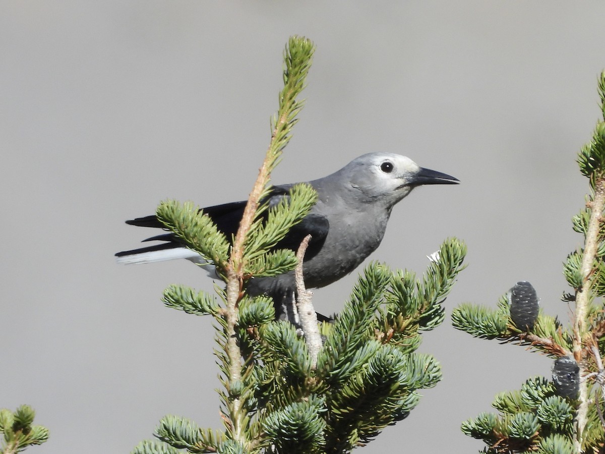 Clark's Nutcracker - ML642315815