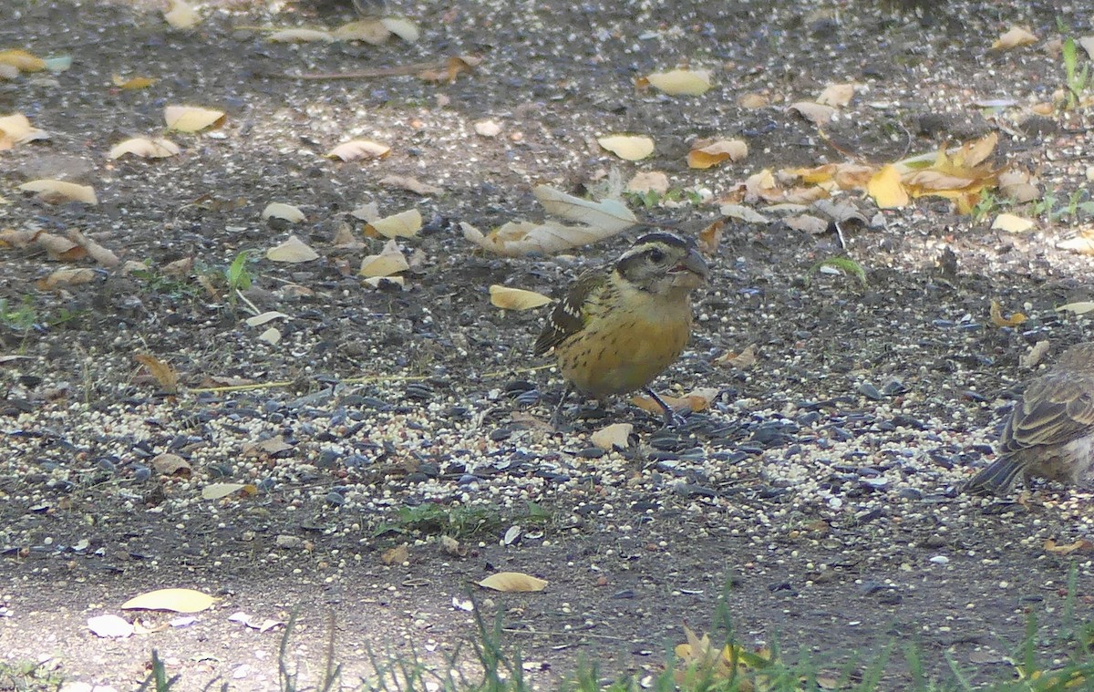 Black-headed Grosbeak - ML642315857