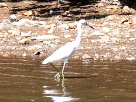 Snowy Egret - ML642315905