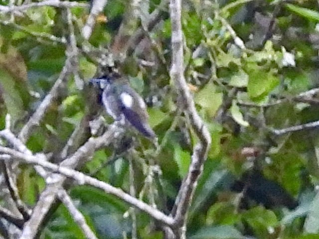 Long-billed Starthroat - ML642315910