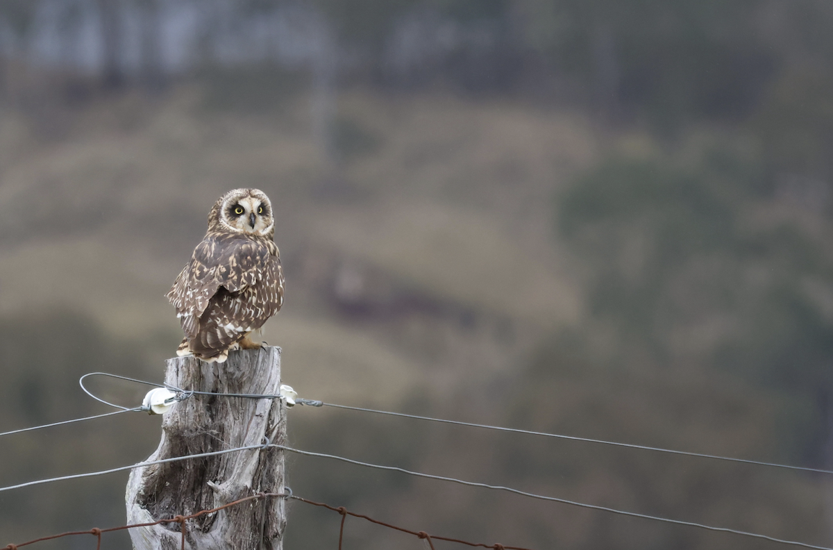 Short-eared Owl (Hawaiian) - ML642315931