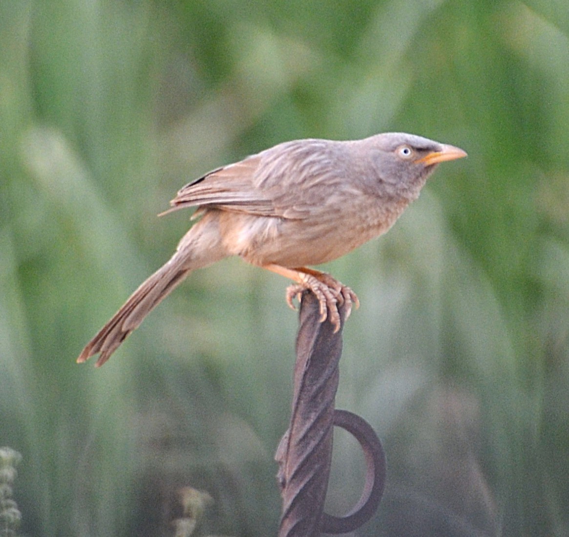 Jungle Babbler - ML642315955