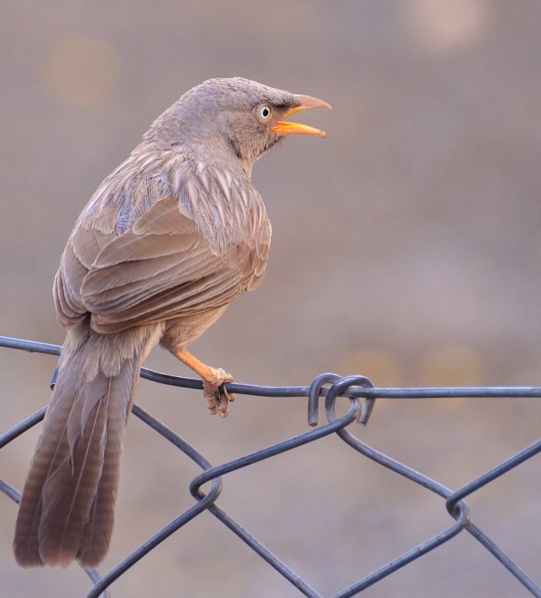 Jungle Babbler - ML642315956