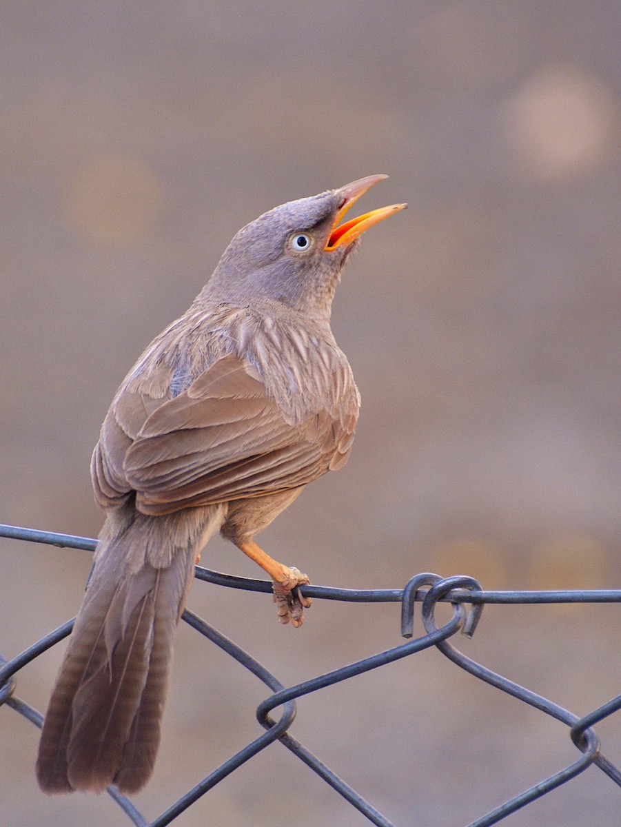 Jungle Babbler - ML642315957