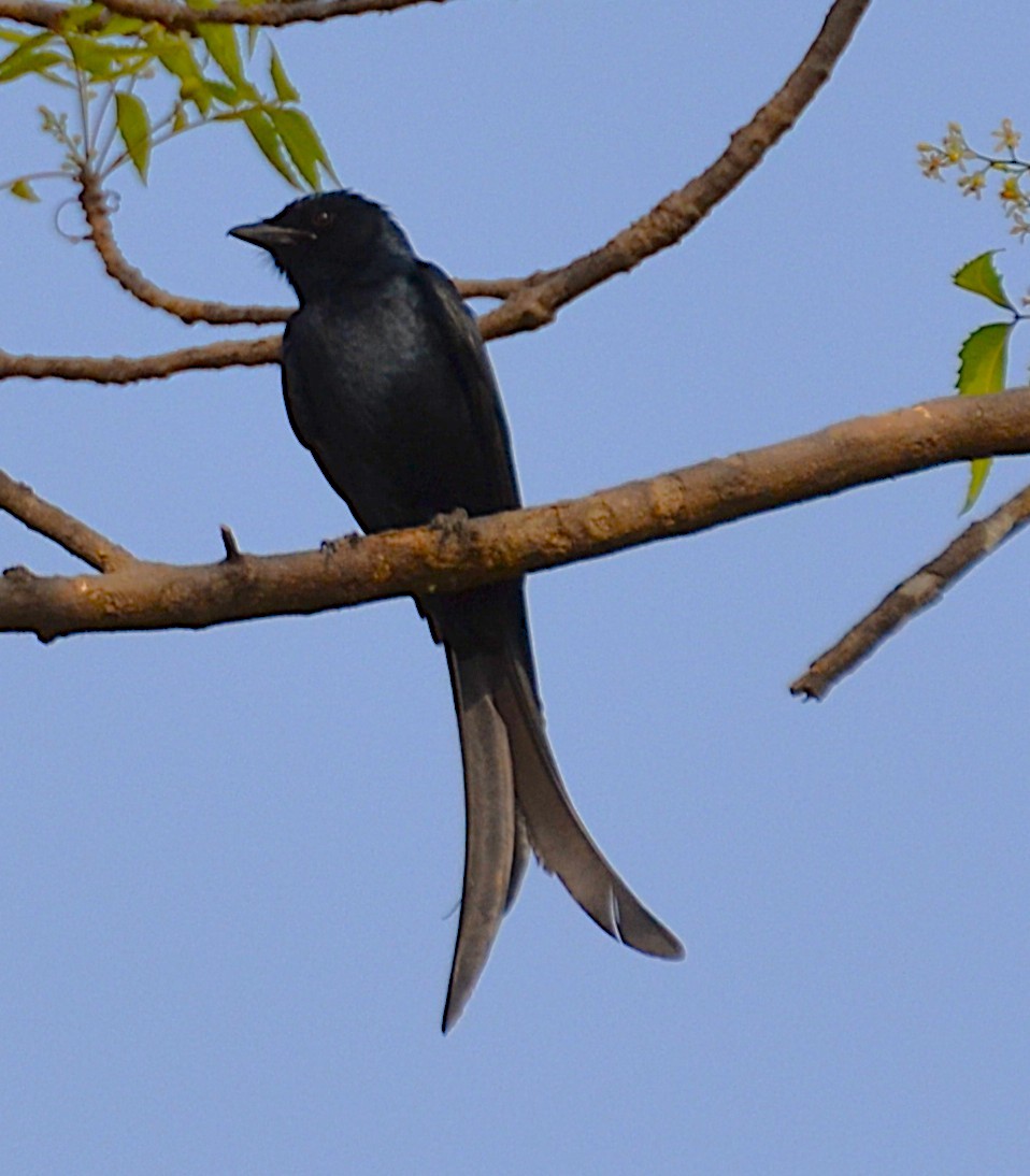 drongo černý - ML642315971