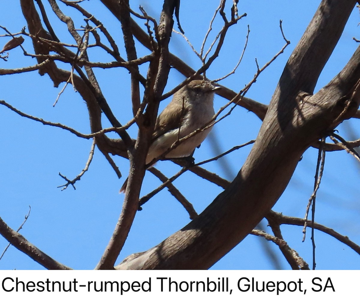 Chestnut-rumped Thornbill - ML642315973