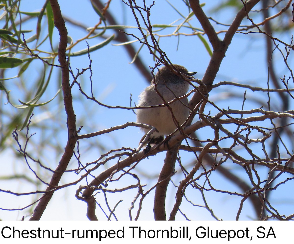 Chestnut-rumped Thornbill - ML642315975