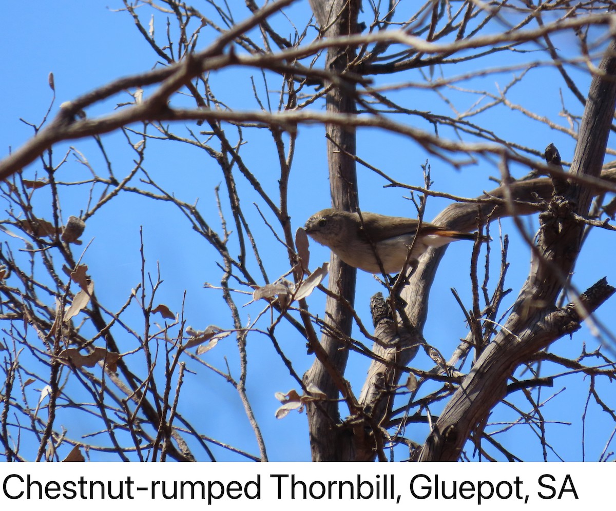 Chestnut-rumped Thornbill - ML642315976