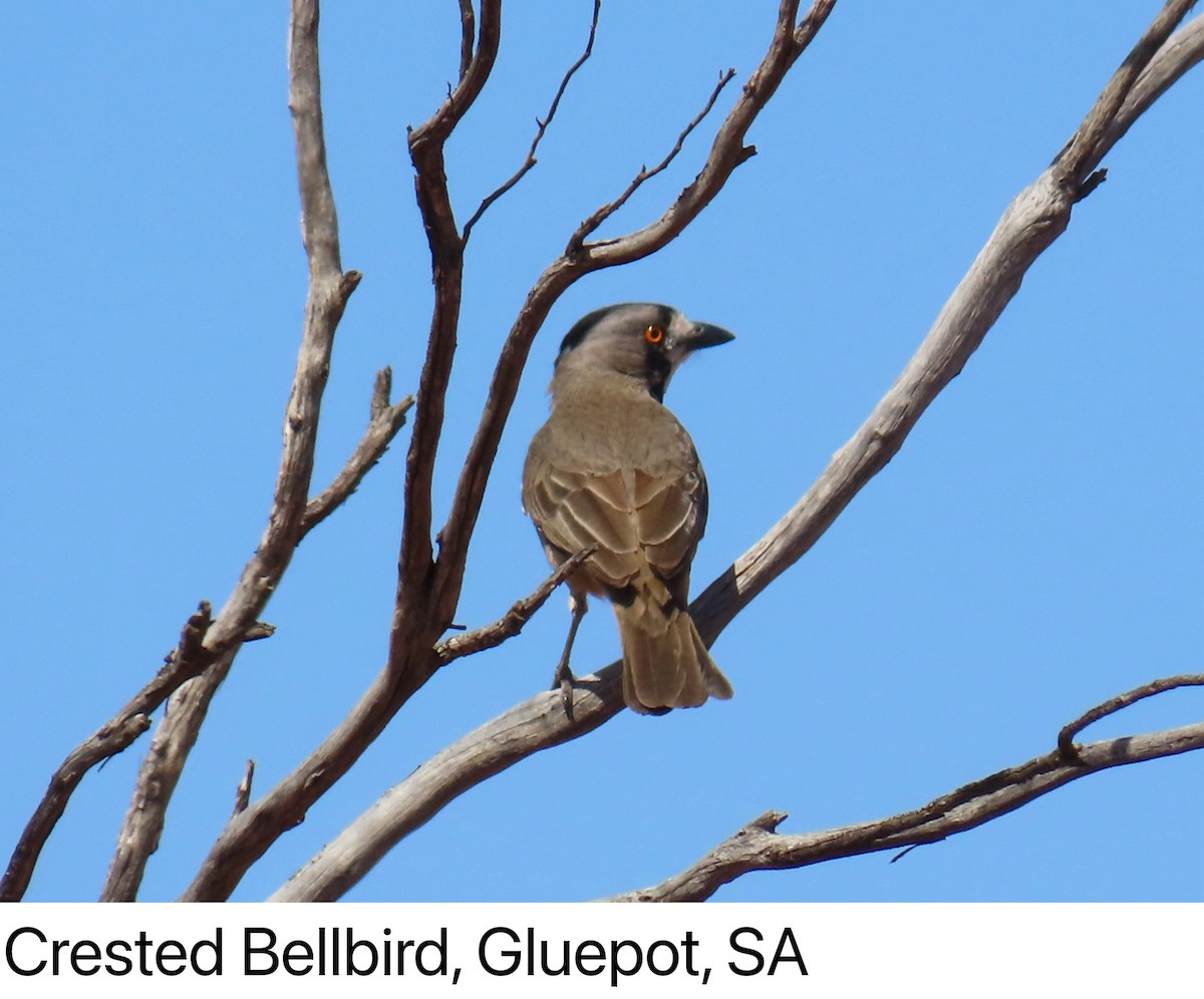 Crested Bellbird - ML642315979