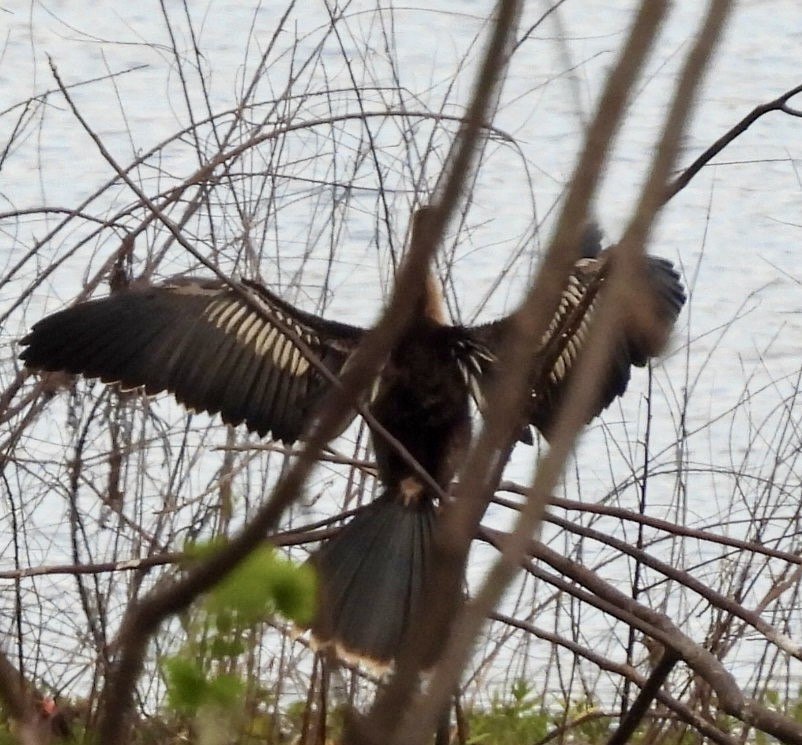anhinga americká - ML642315981