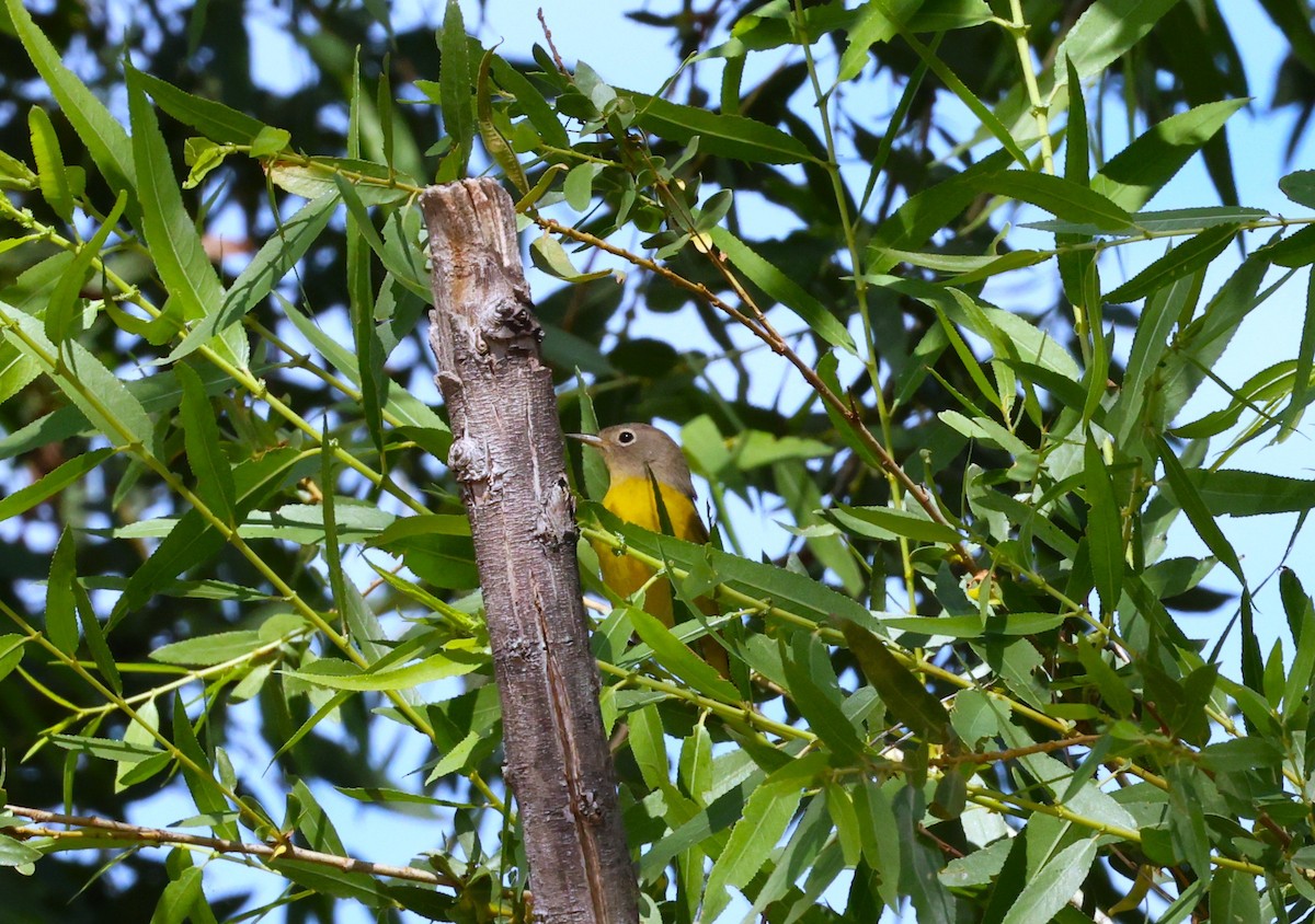 Nashville Warbler - ML642315989