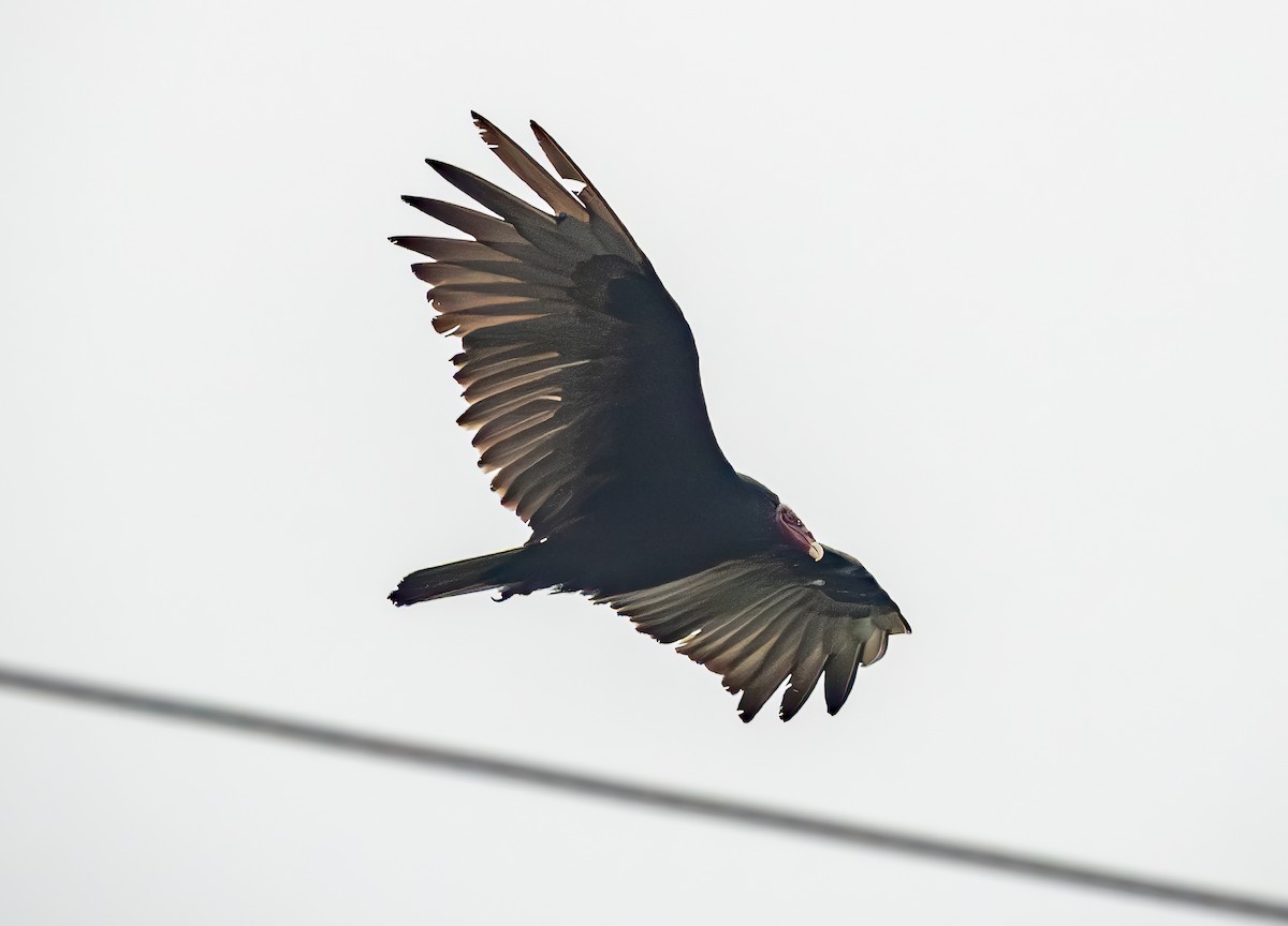 Turkey Vulture - ML642315990