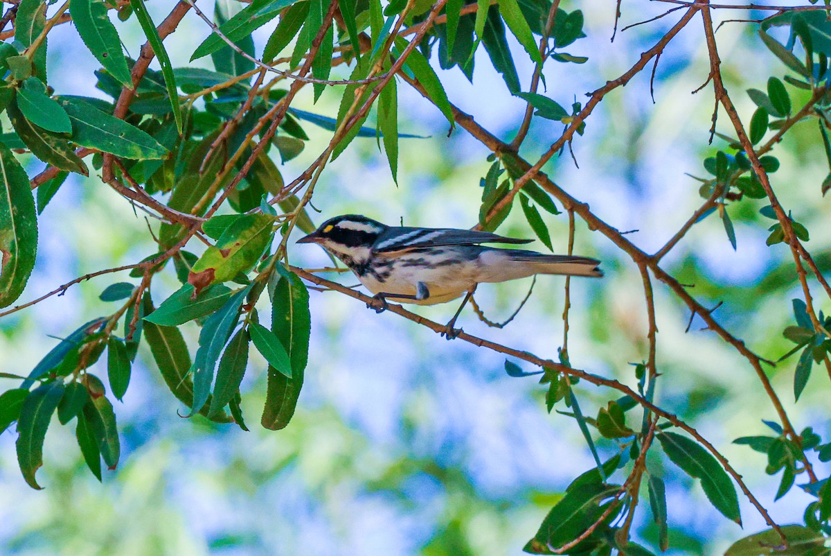 Black-throated Gray Warbler - ML642315992