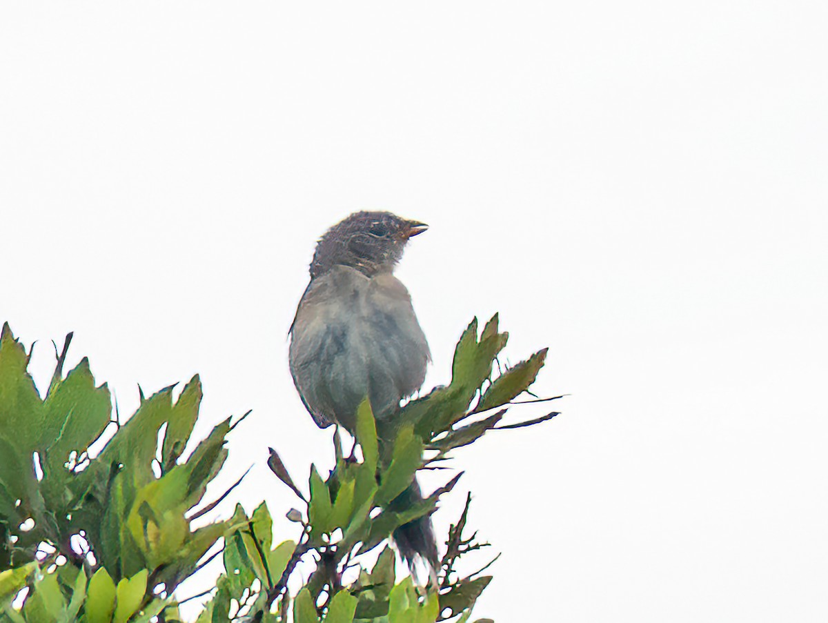 Wedge-tailed Grass-Finch - ML642315995
