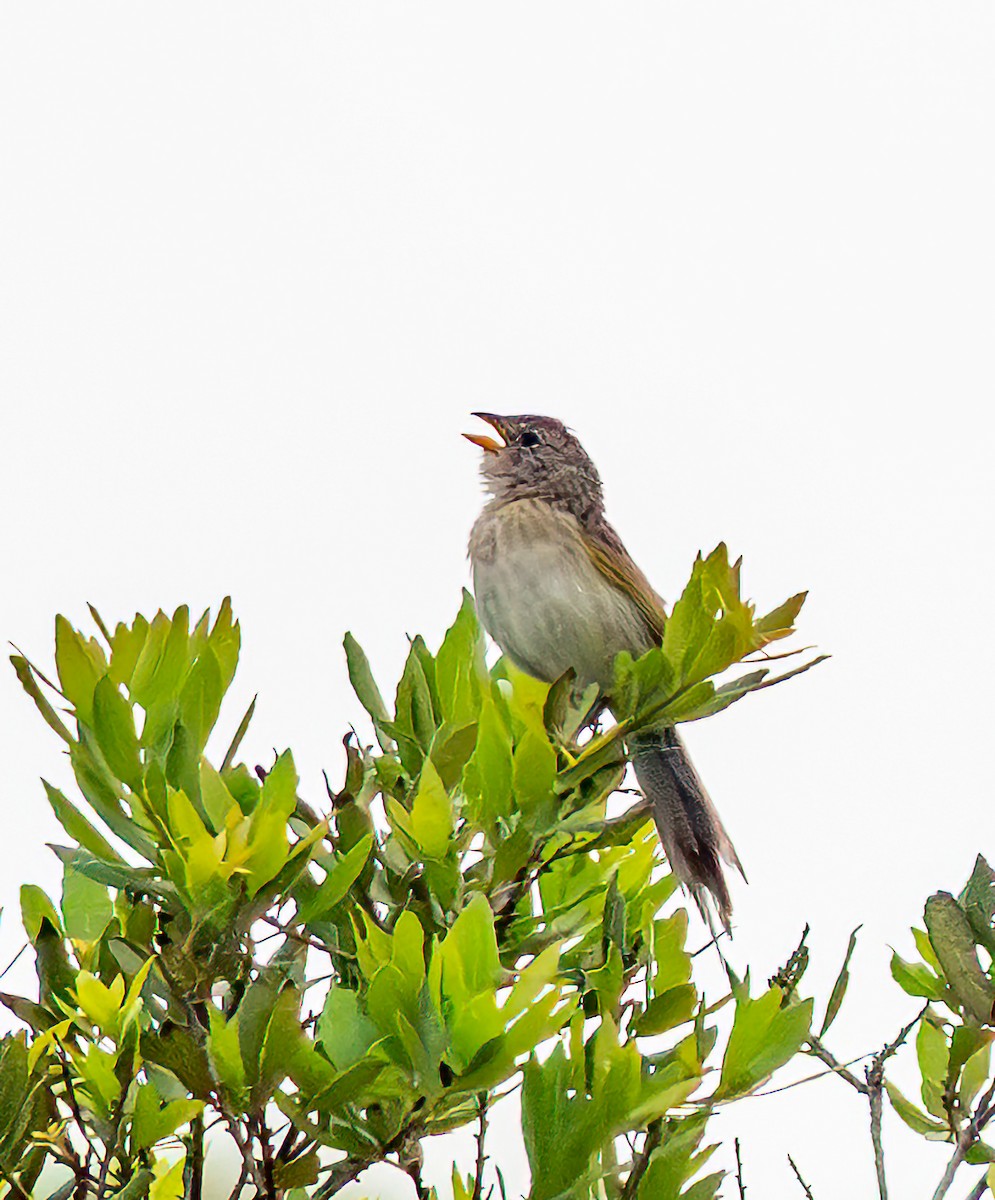 Wedge-tailed Grass-Finch - ML642315997