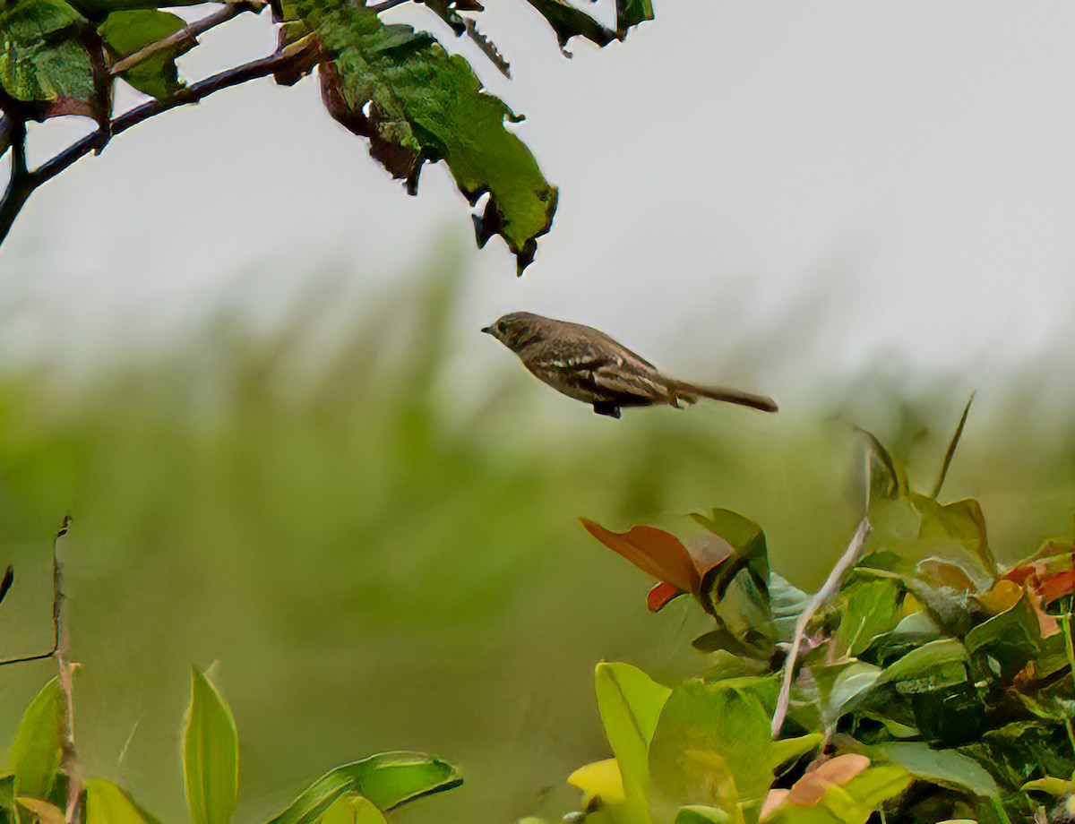 Wedge-tailed Grass-Finch - ML642315998