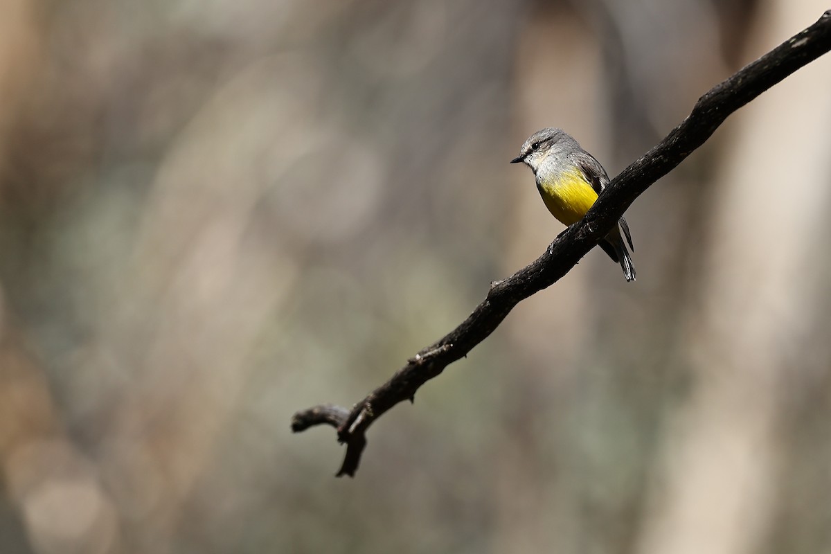 Western Yellow Robin - ML642316011