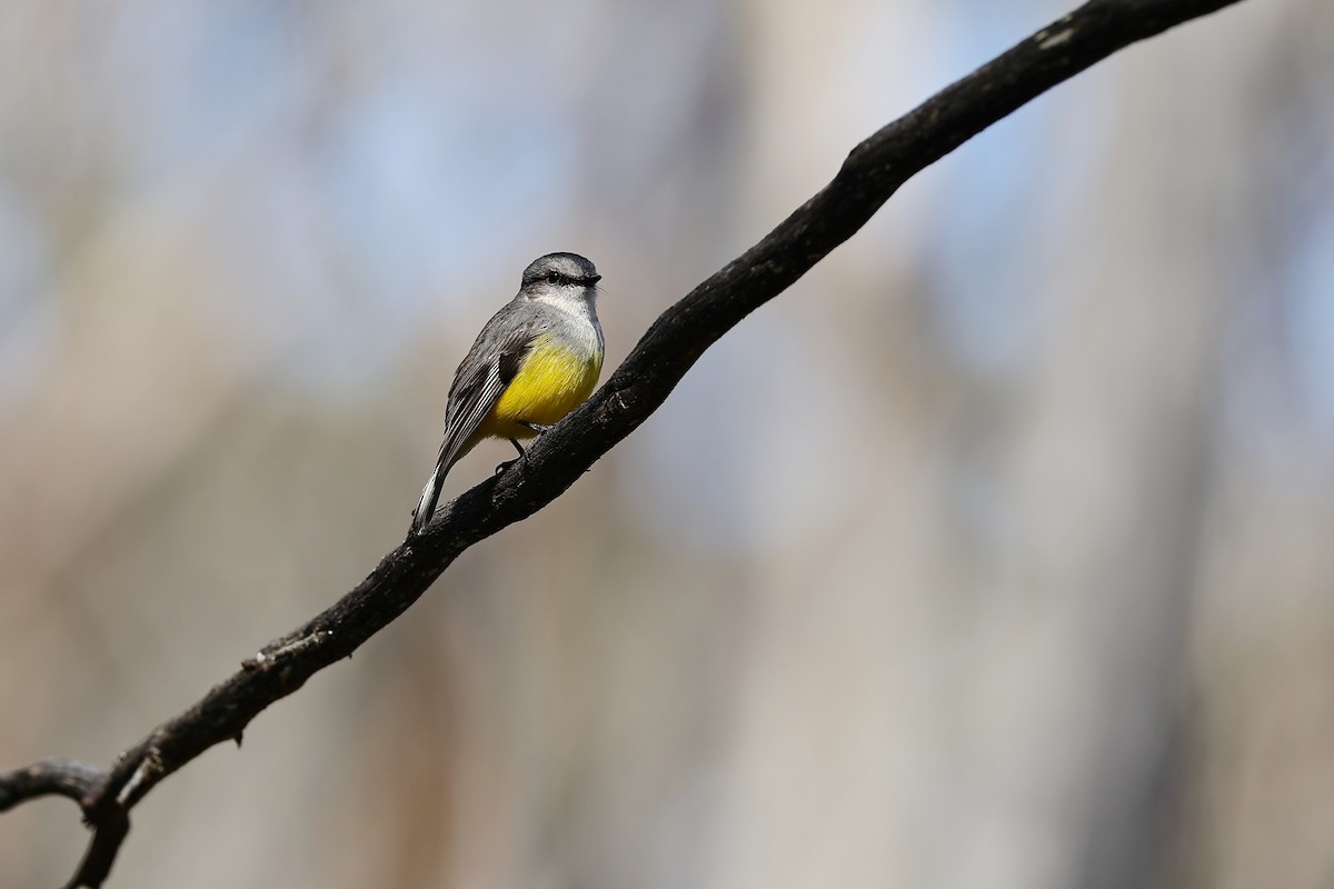 Western Yellow Robin - ML642316013