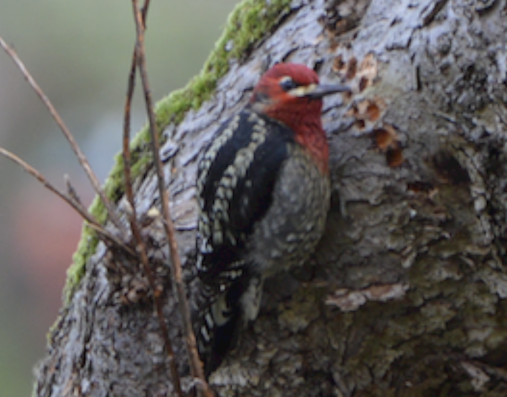 Red-breasted Sapsucker - ML642316017