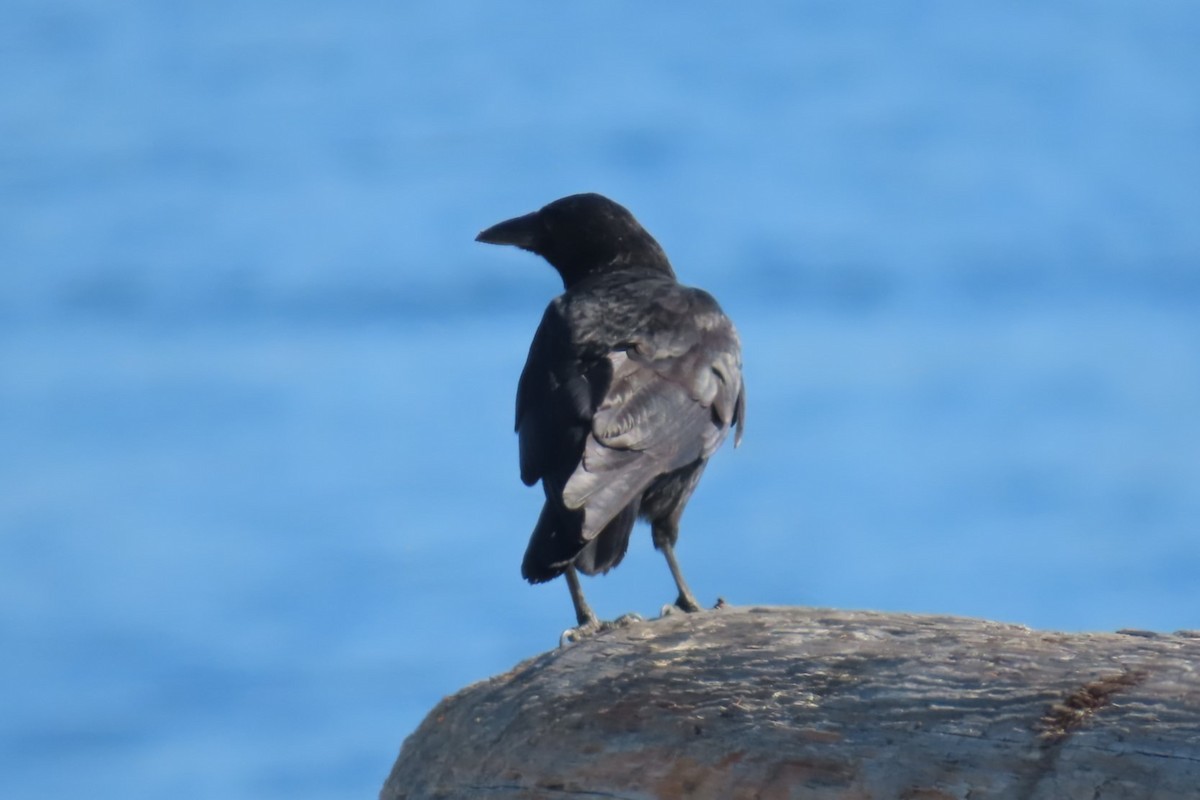 American Crow - ML642316018