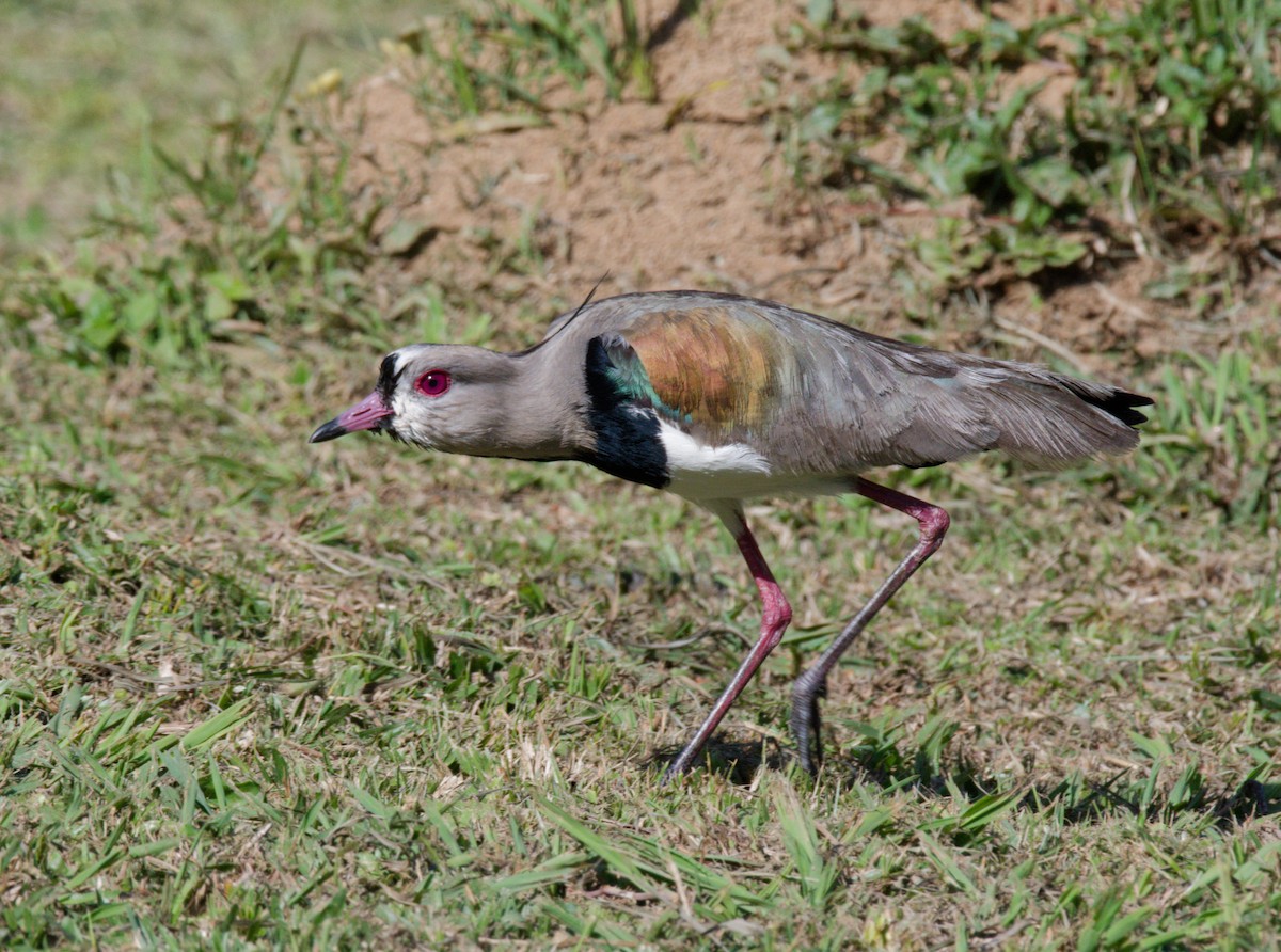 Southern Lapwing - ML642316022