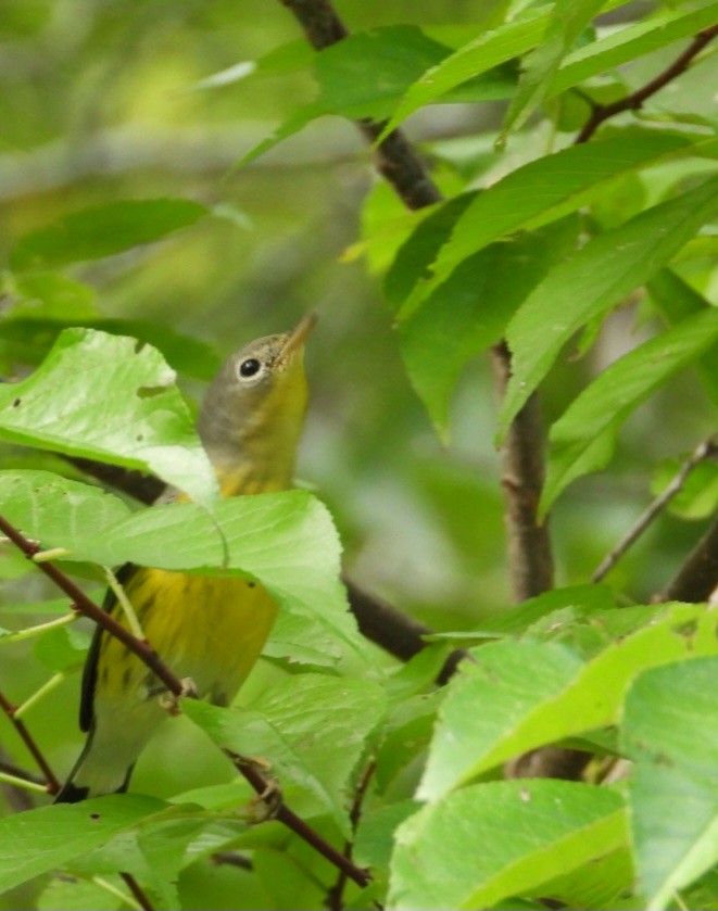 Magnolia Warbler - ML642316024