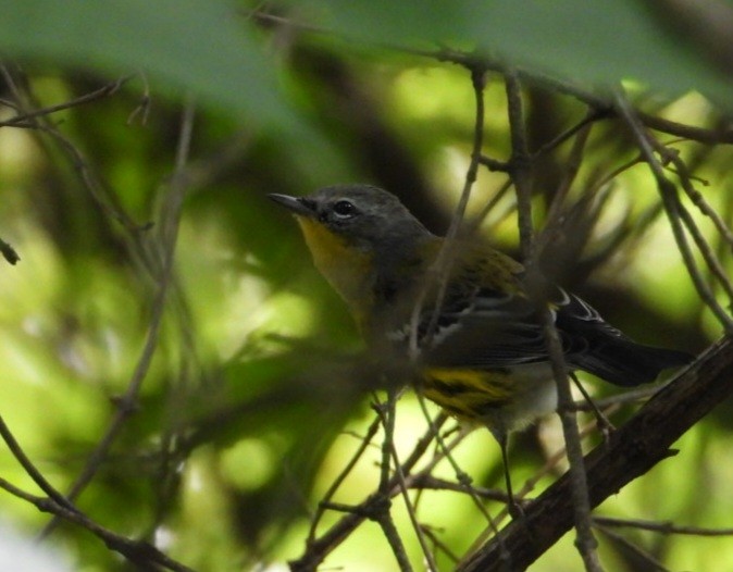 Magnolia Warbler - ML642316025