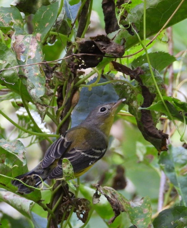 Magnolia Warbler - ML642316026