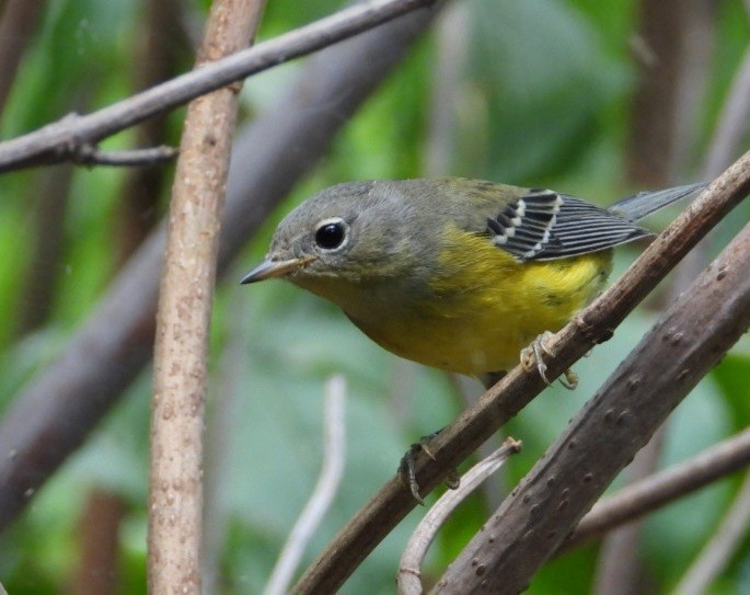 Magnolia Warbler - ML642316027