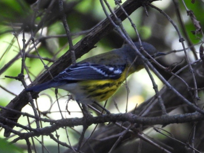 Magnolia Warbler - ML642316028