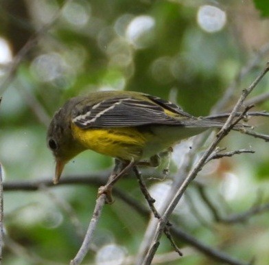 Magnolia Warbler - ML642316029