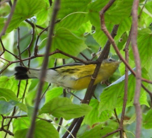 Magnolia Warbler - ML642316030