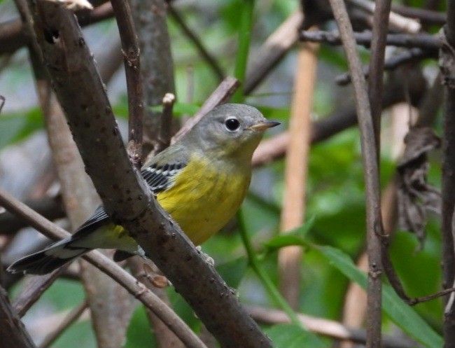 Magnolia Warbler - ML642316031