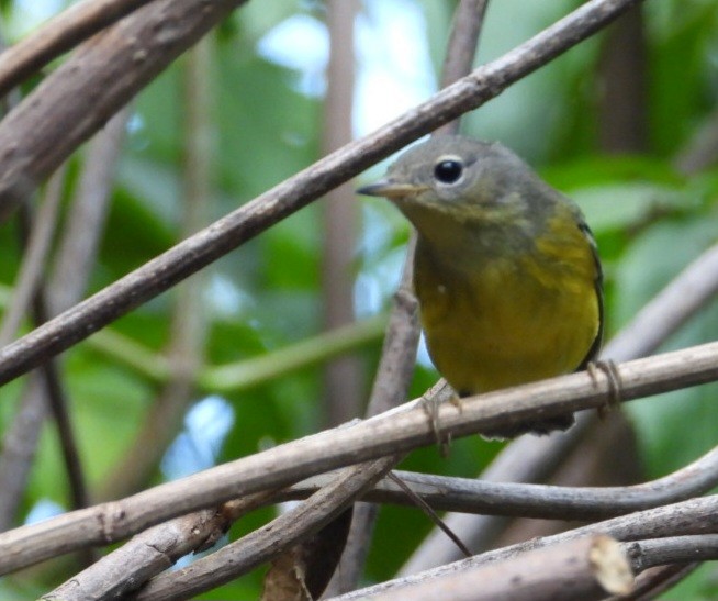 Magnolia Warbler - ML642316032