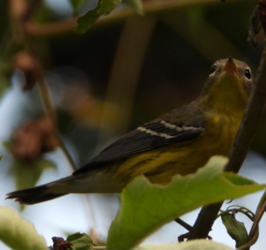 Magnolia Warbler - ML642316033