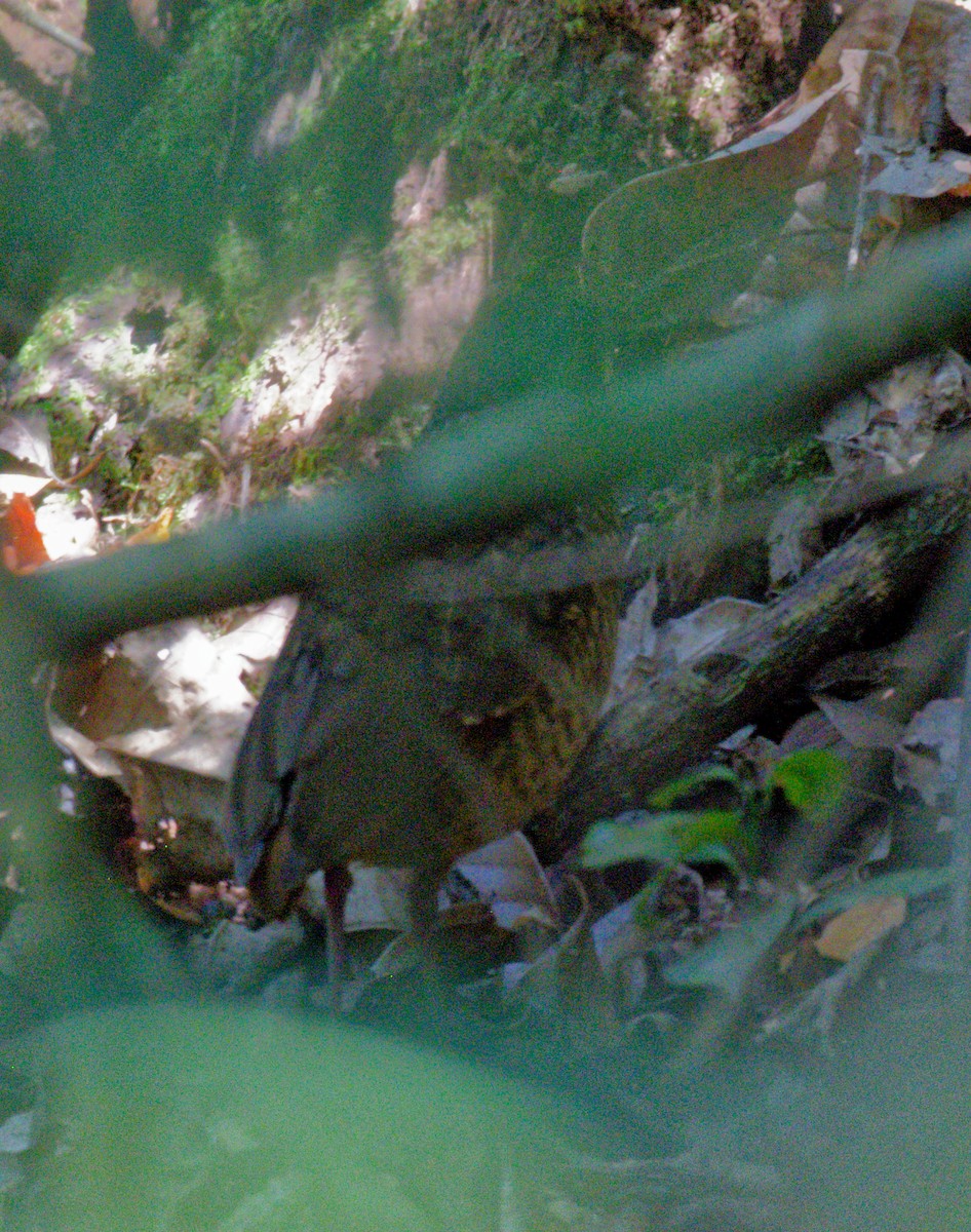 Variegated Antpitta - ML642316043