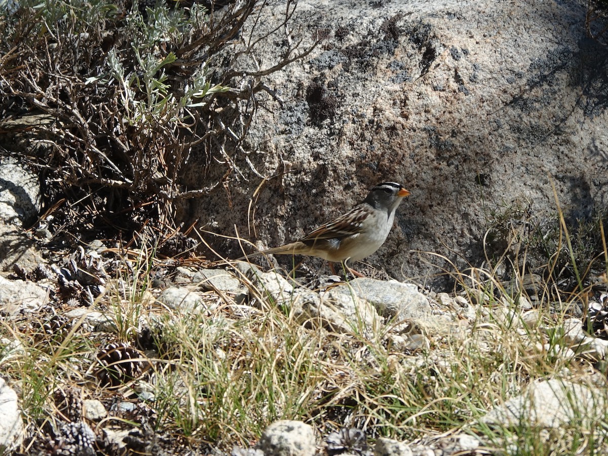White-crowned Sparrow - ML642316046