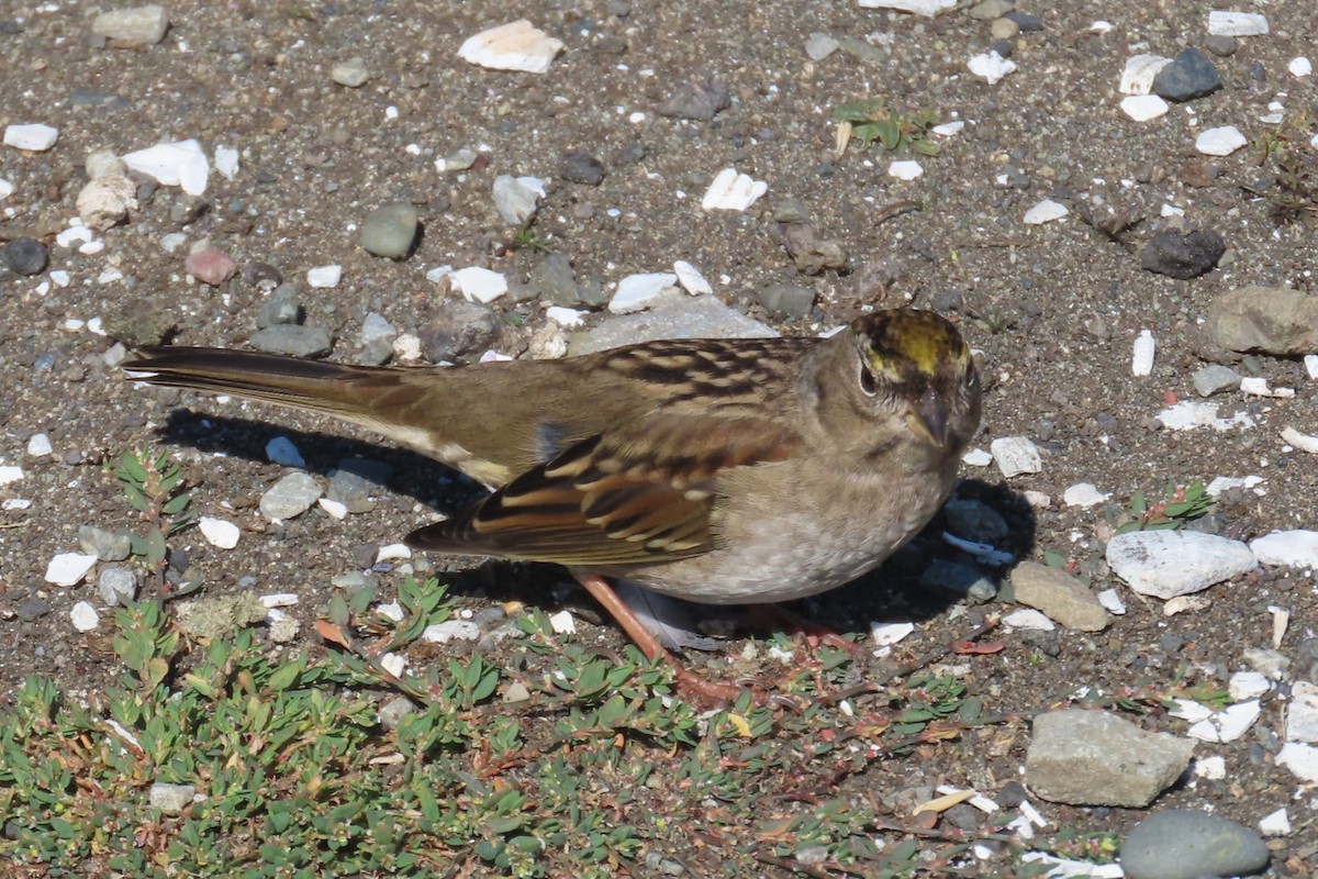 Golden-crowned Sparrow - ML642316050