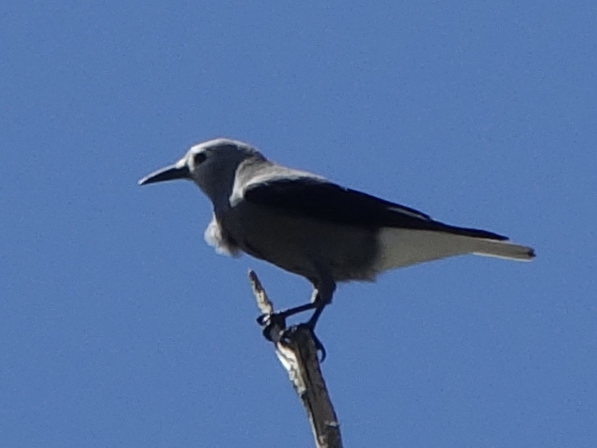 Clark's Nutcracker - ML642316053
