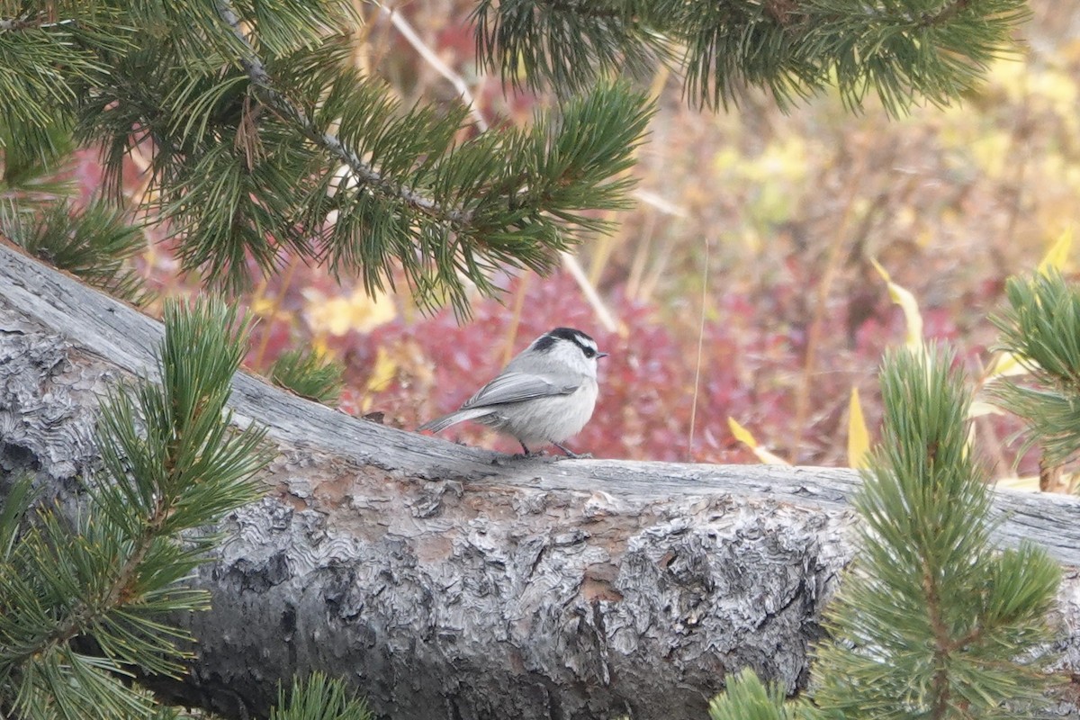 Mountain Chickadee - ML642316056