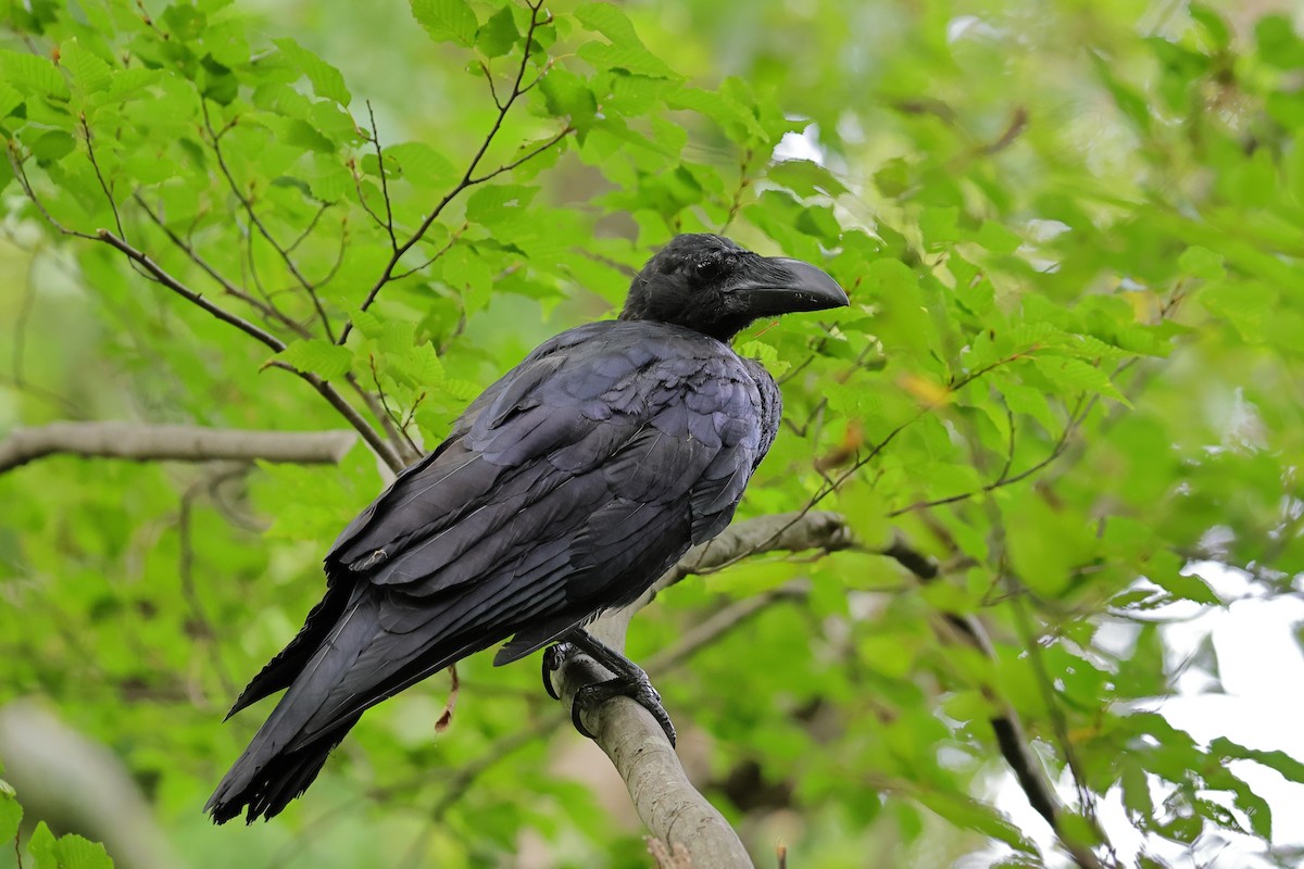 Large-billed Crow - ML642316059