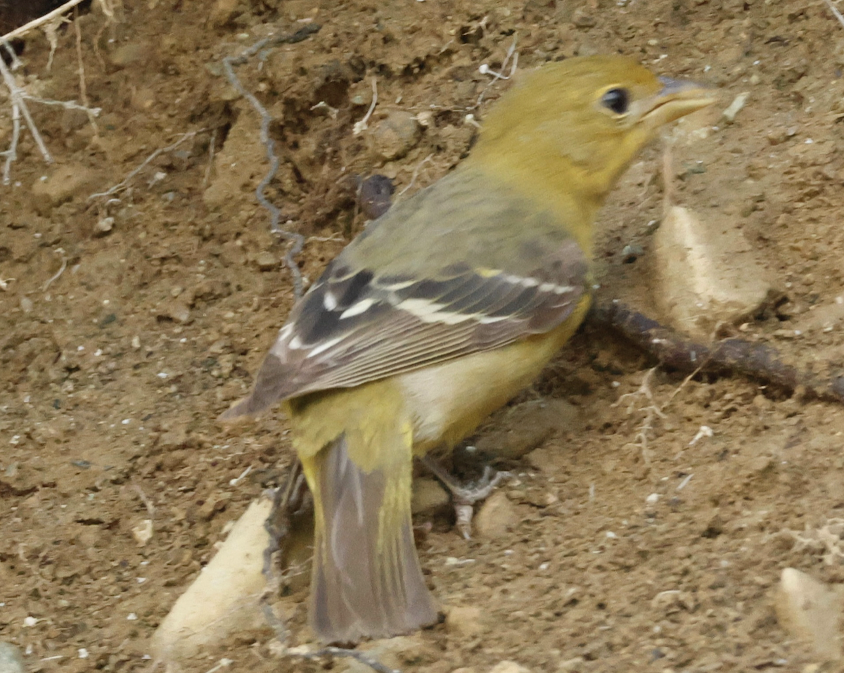 Western Tanager - ML642316062